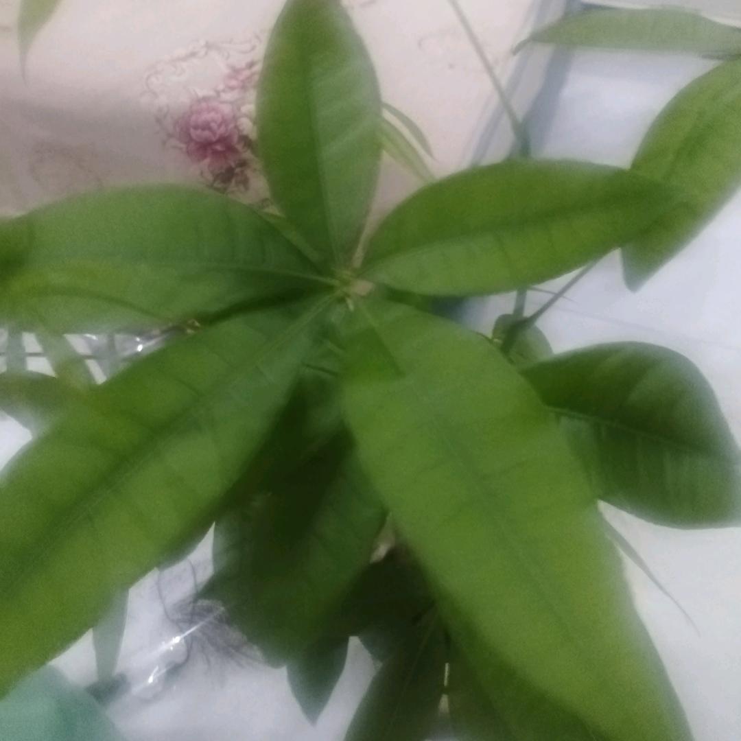 永远幸福