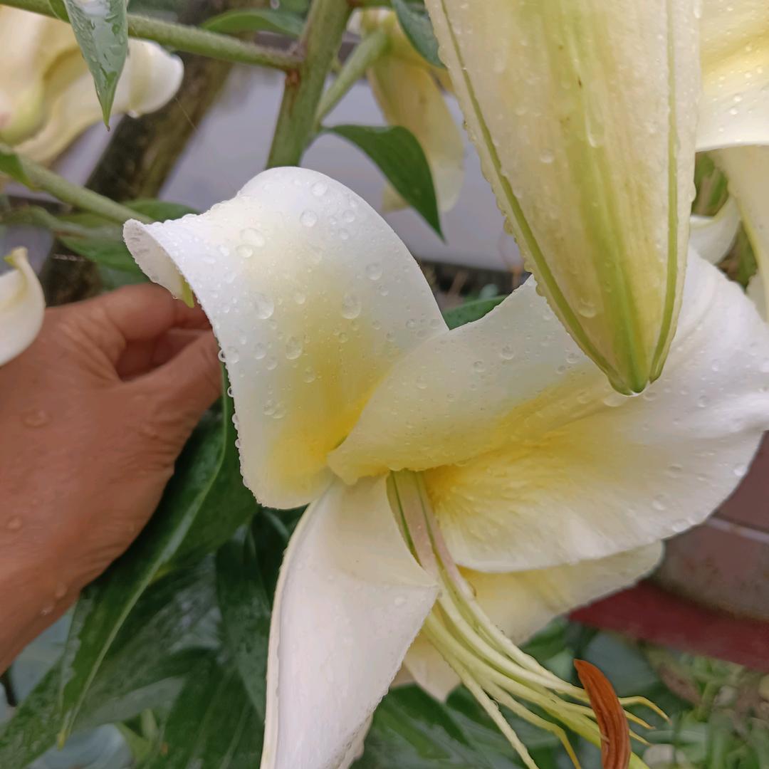 明天会更好
