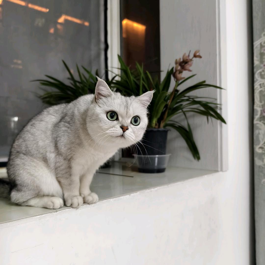 吴忧吴虑的铲屎官