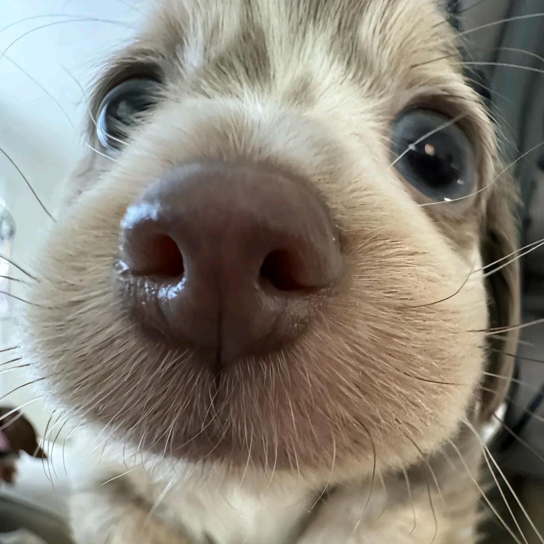 小八👀