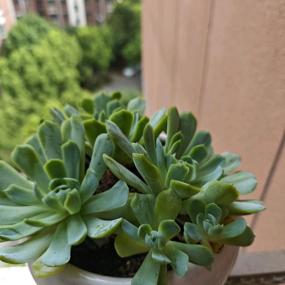 ✨倚窗思雨✨