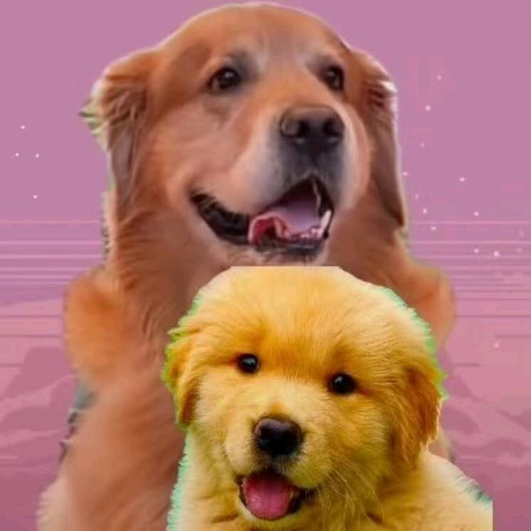 佛系📿花语🌹（豆家军）