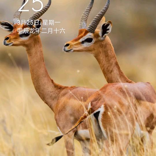 独自徘徊