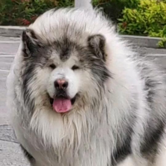 海哥精品阿拉斯加犬