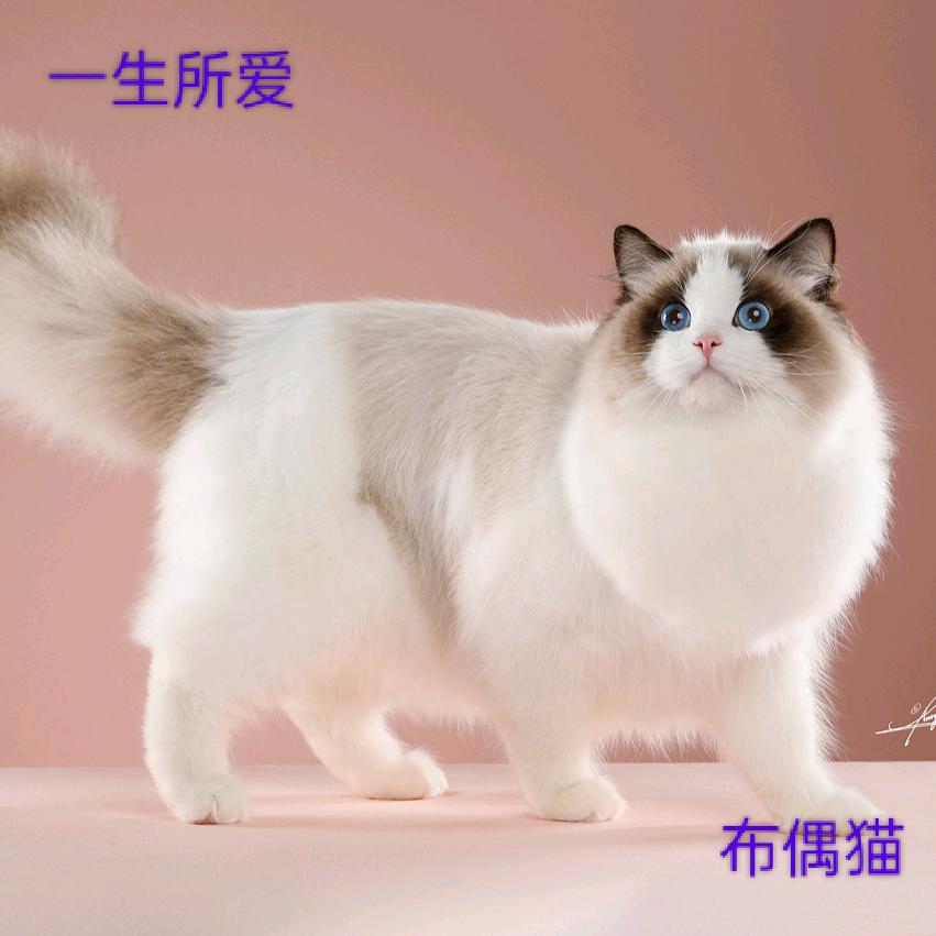 晓咘点布偶猫😺