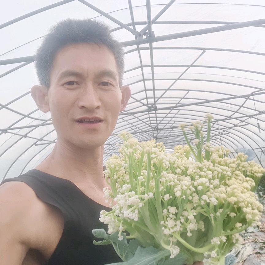 北方的燕子