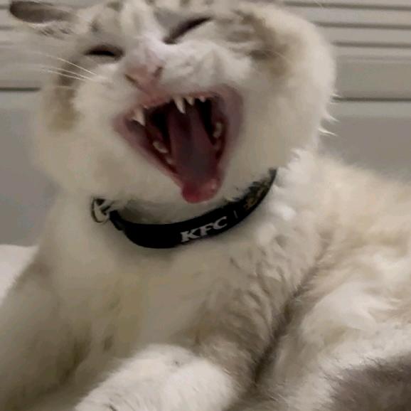 小林神（国服玄策）