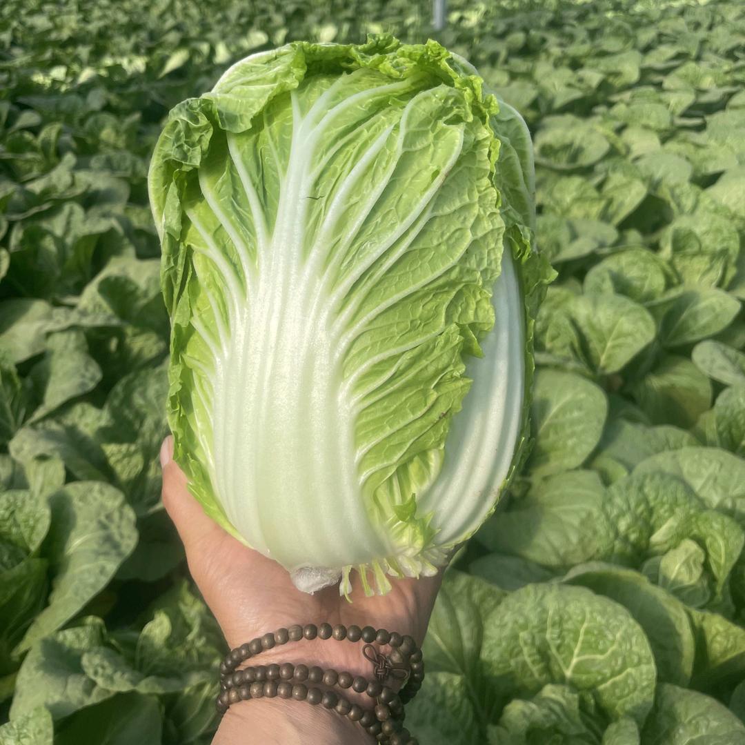 新磊萝卜白菜