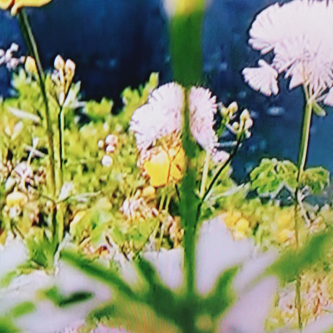 天天888