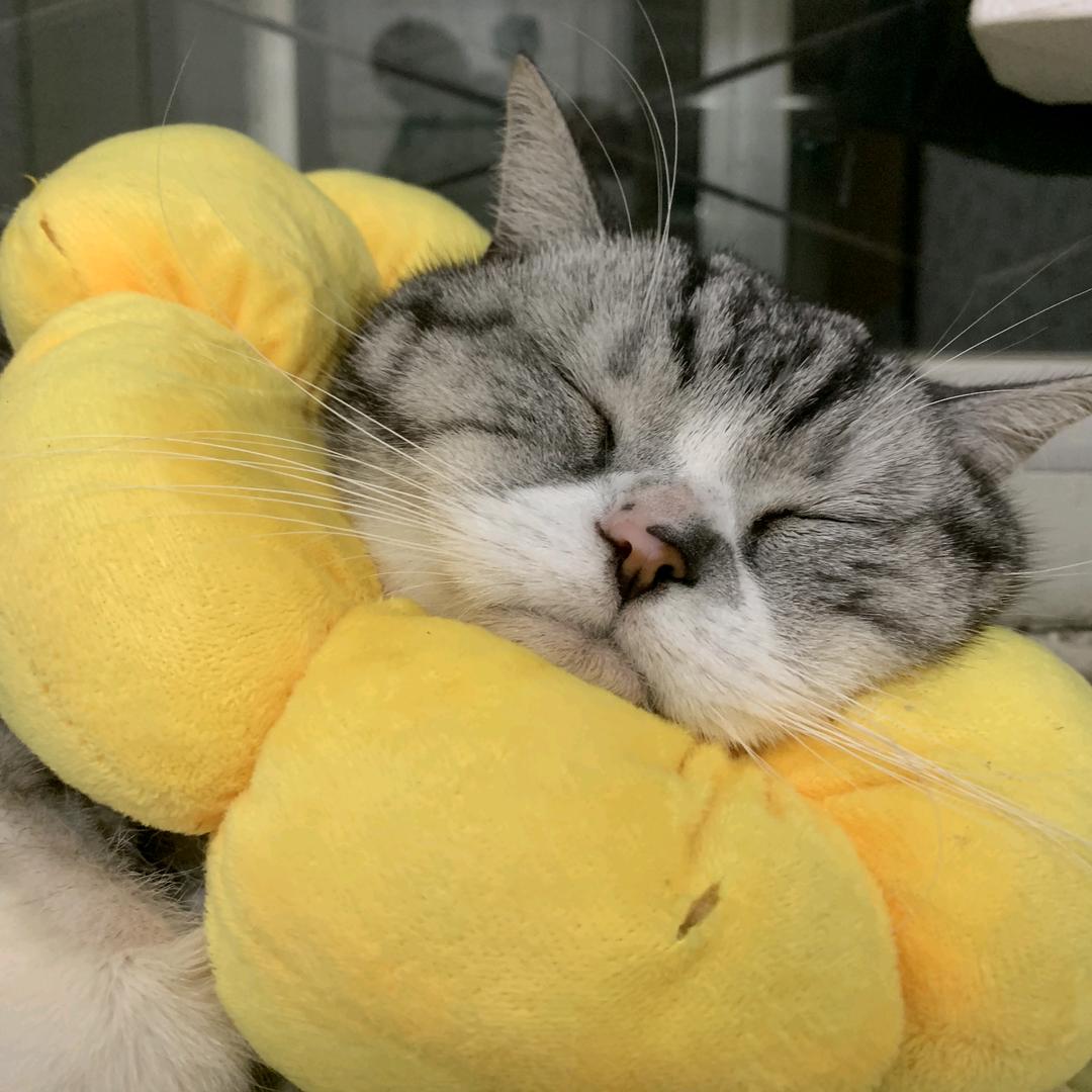 一只猫的救赎