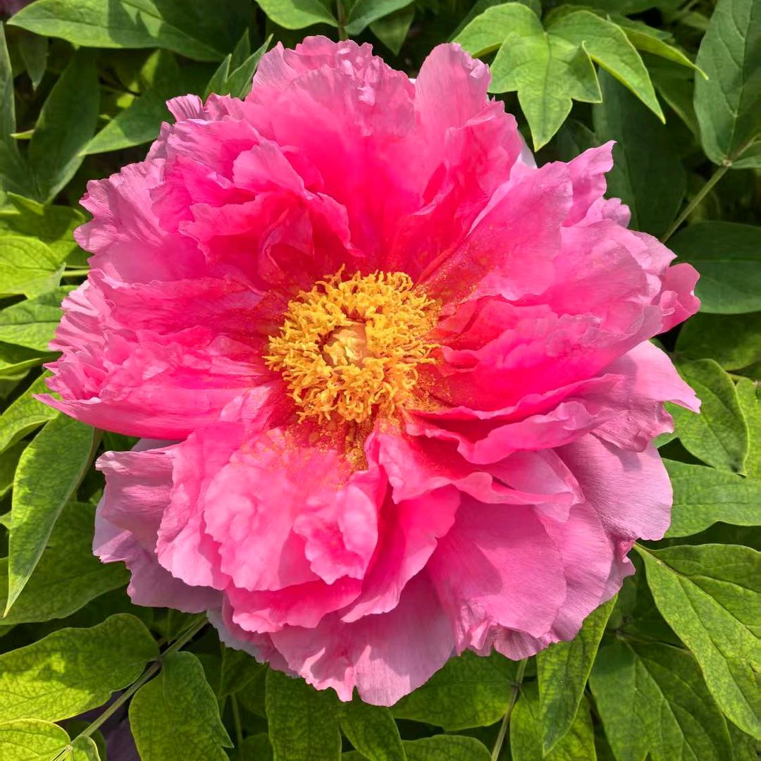 河南中国旅行社集团有限公司洛阳门市部