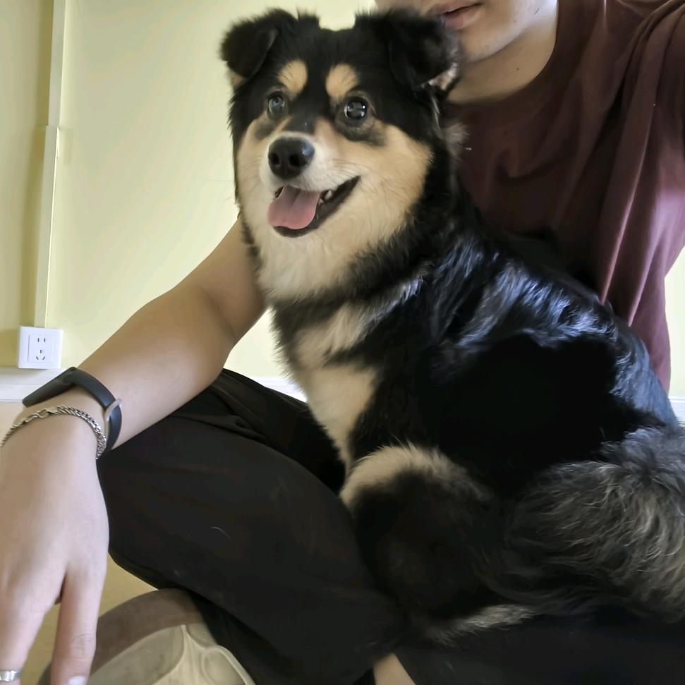 智米智能马桶