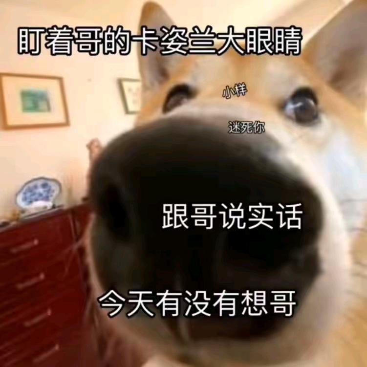 小马.