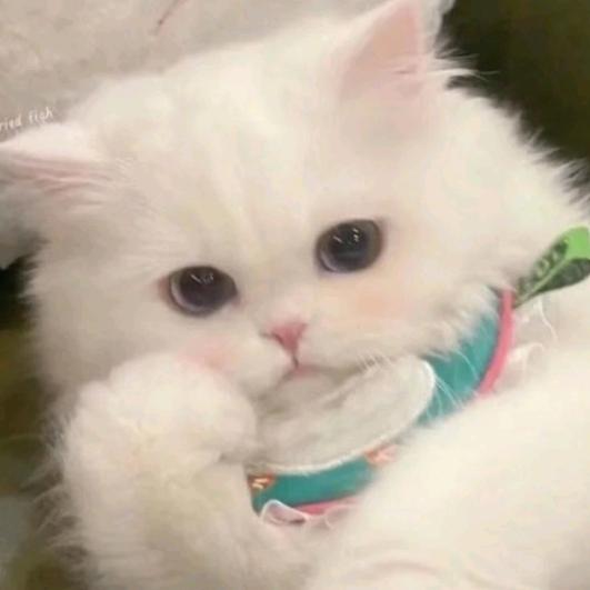 不做久枯木