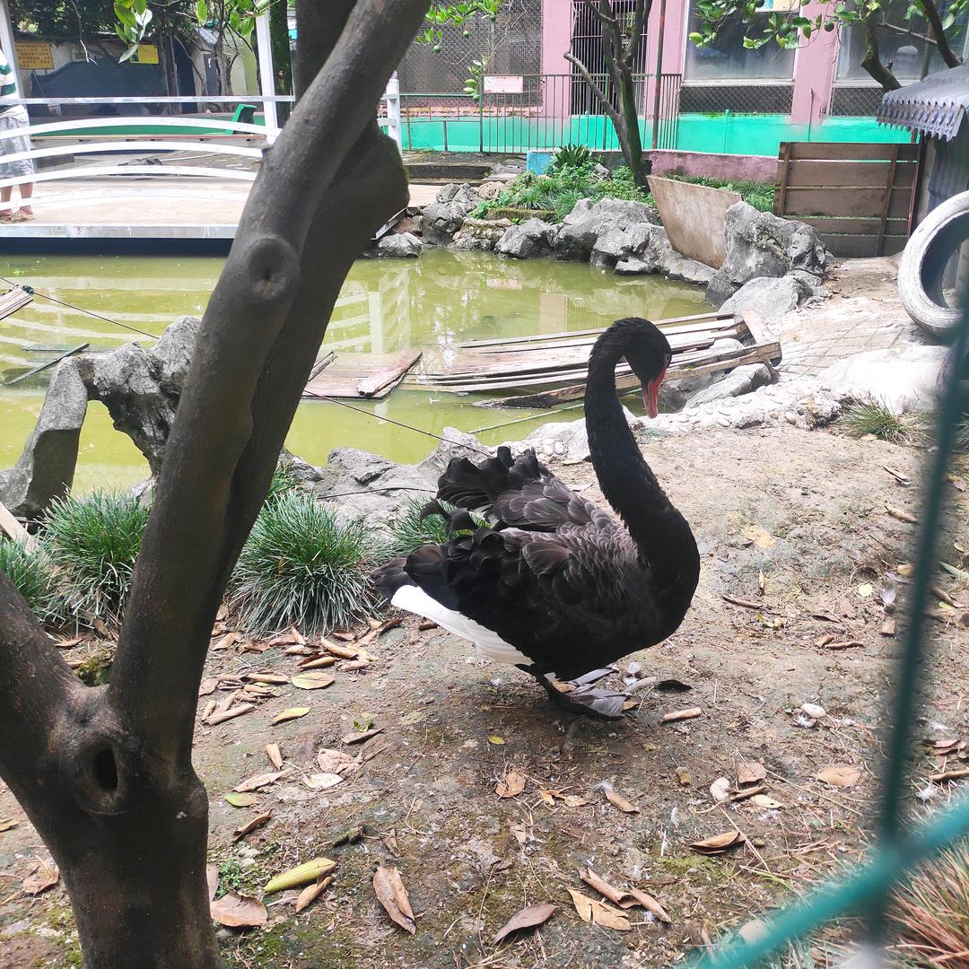 雁点青天字一行