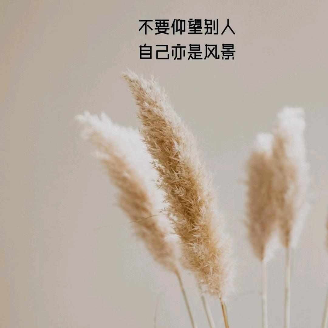 芝芝