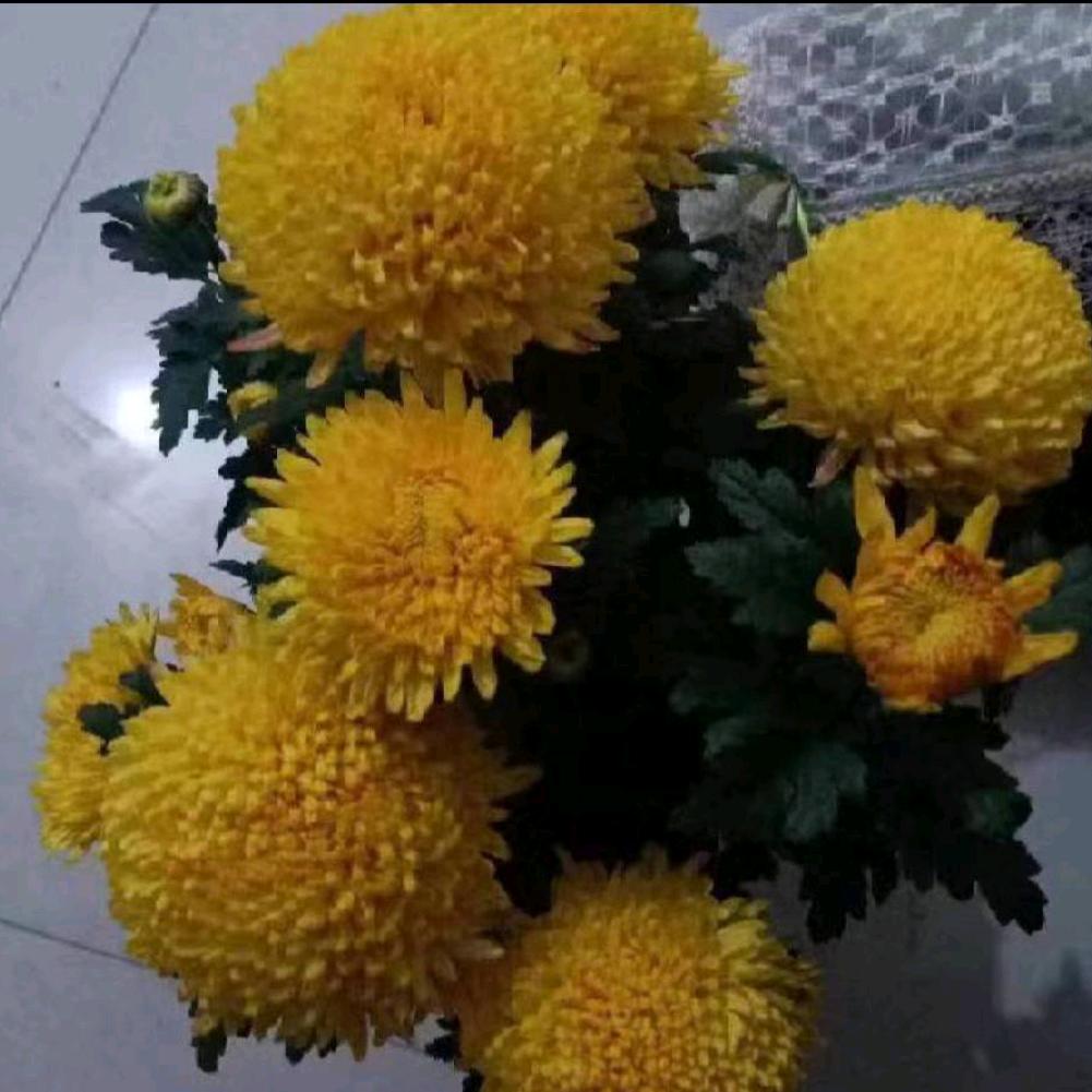 赵菊敏