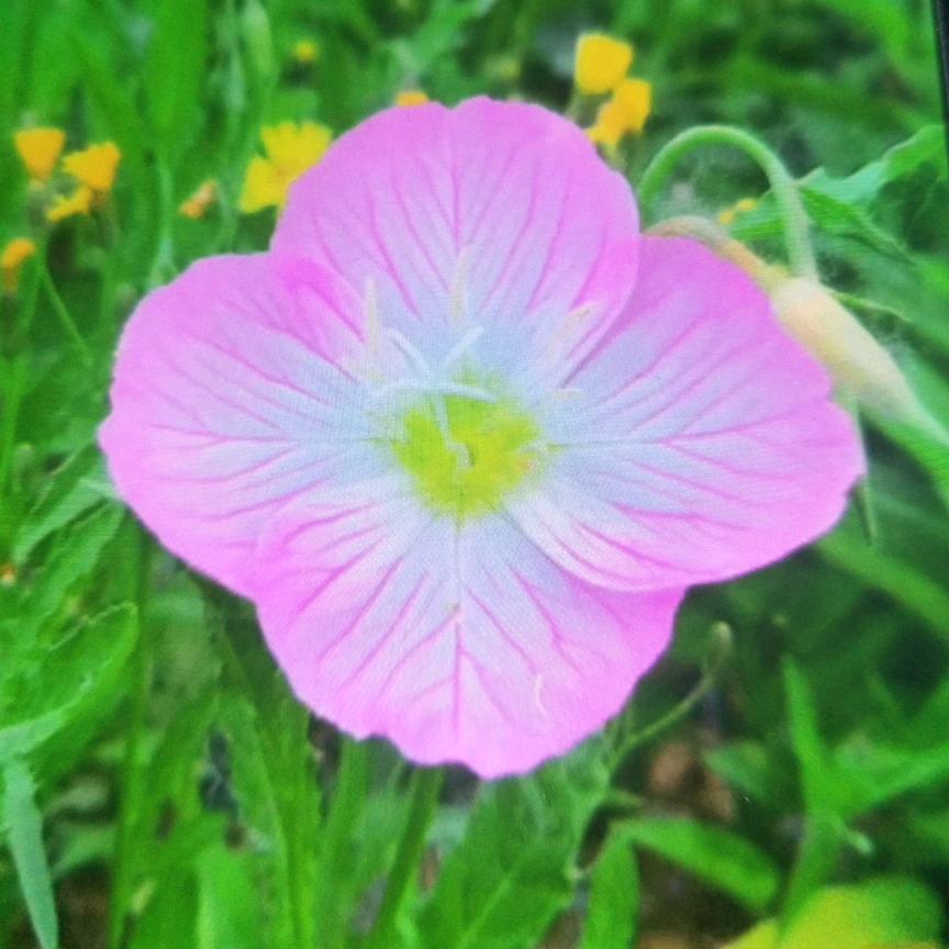 七七