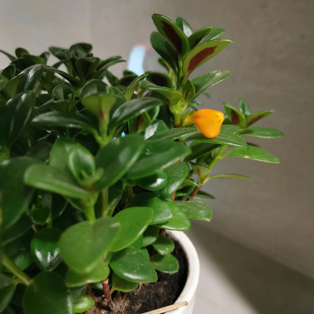 小盆友噻