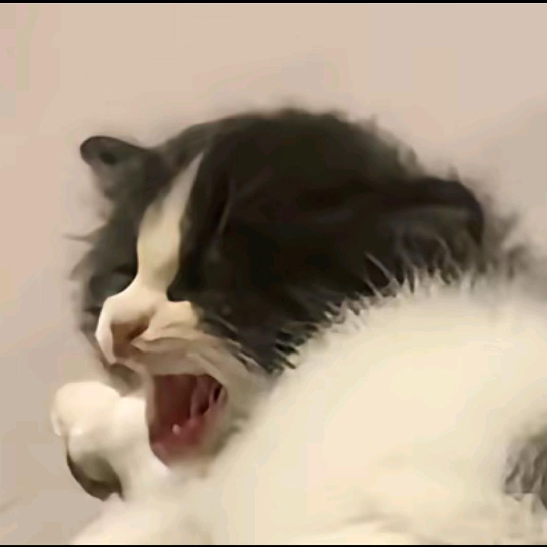 小猫爱雨天