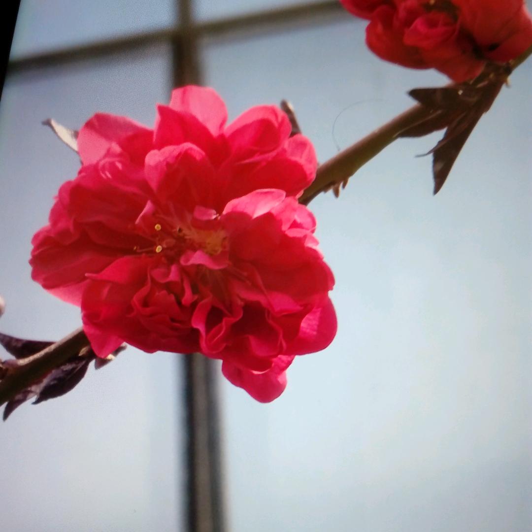 @一朵花