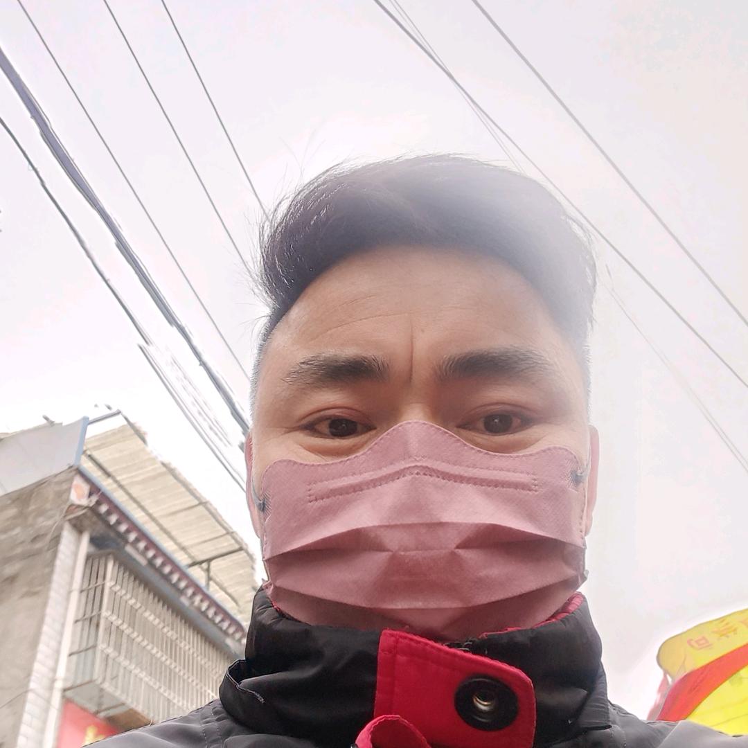 杨光下的梧桐树