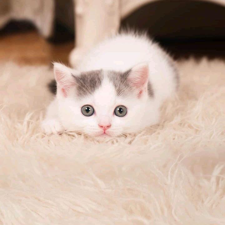艳艳✨