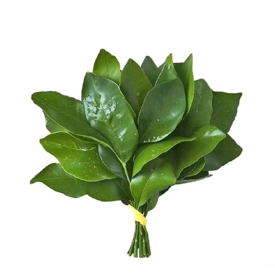 敏