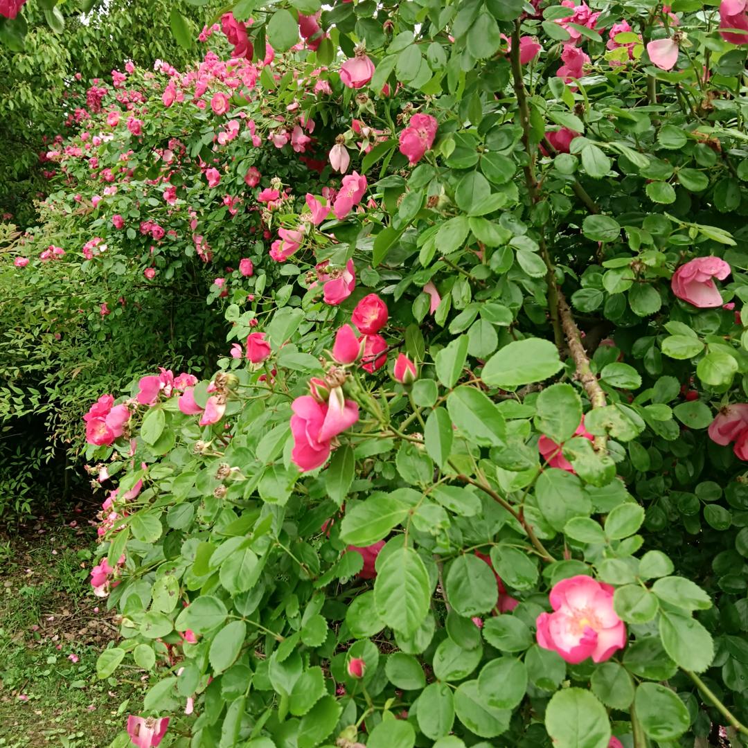 英英