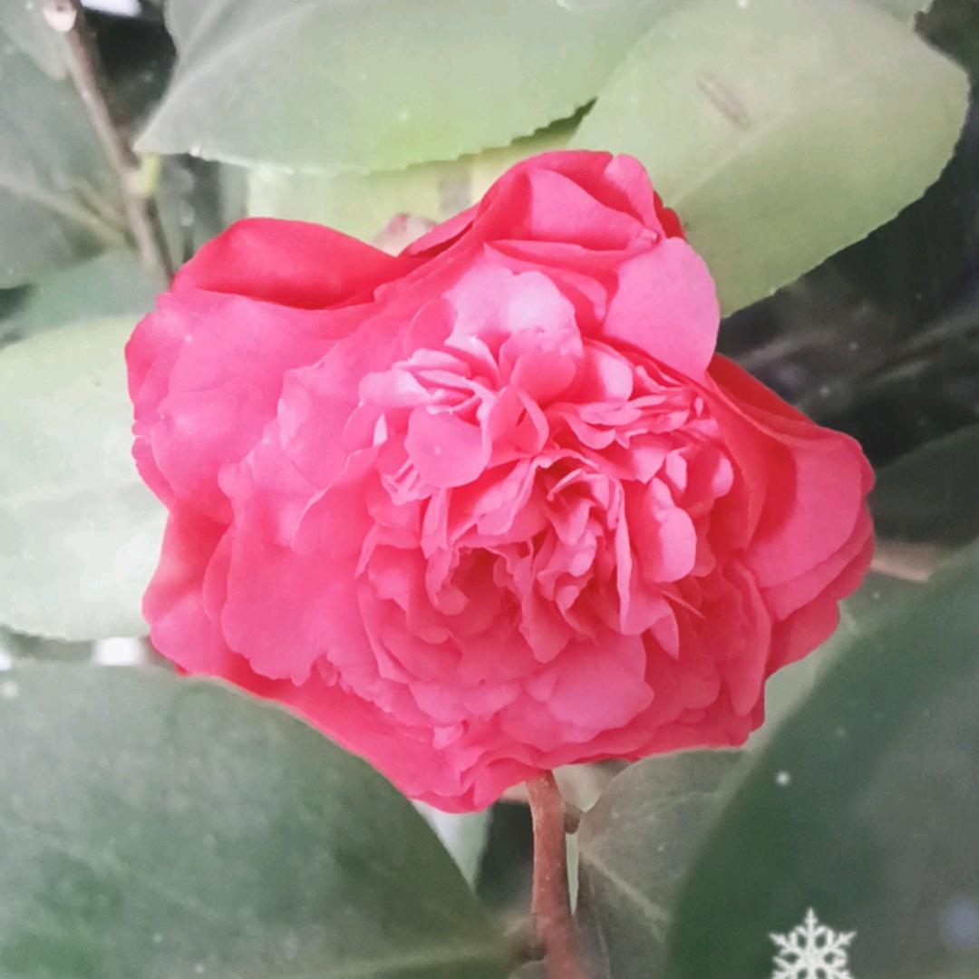 真爱永恒
