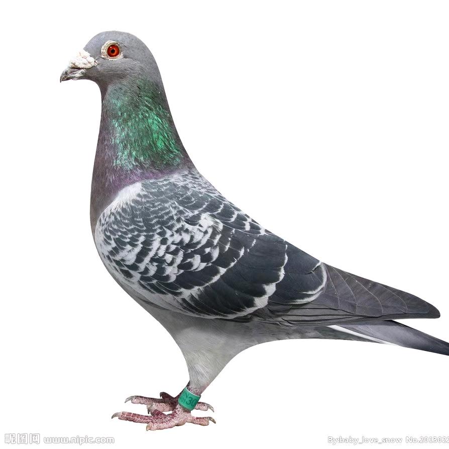 惠来县雄霸信鸽店（个体工商户）