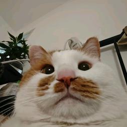 喜欢喝可乐的小猫