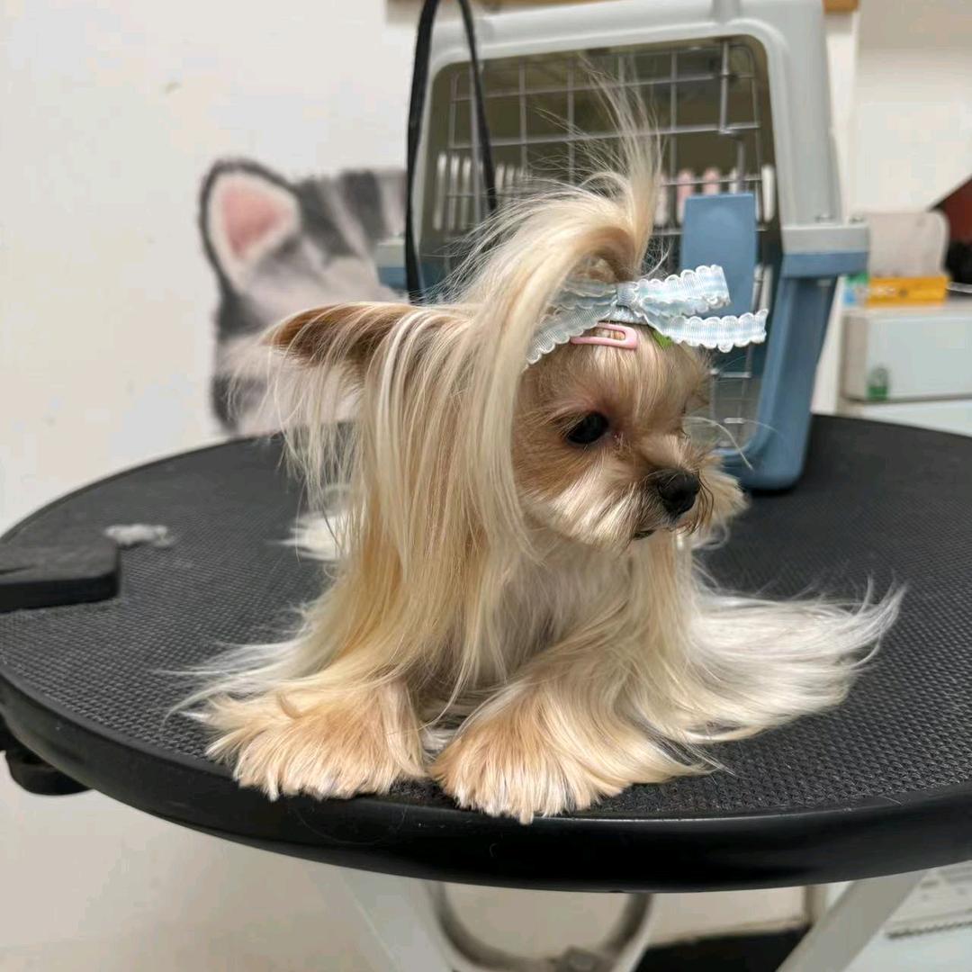 小特特和嫩豆腐