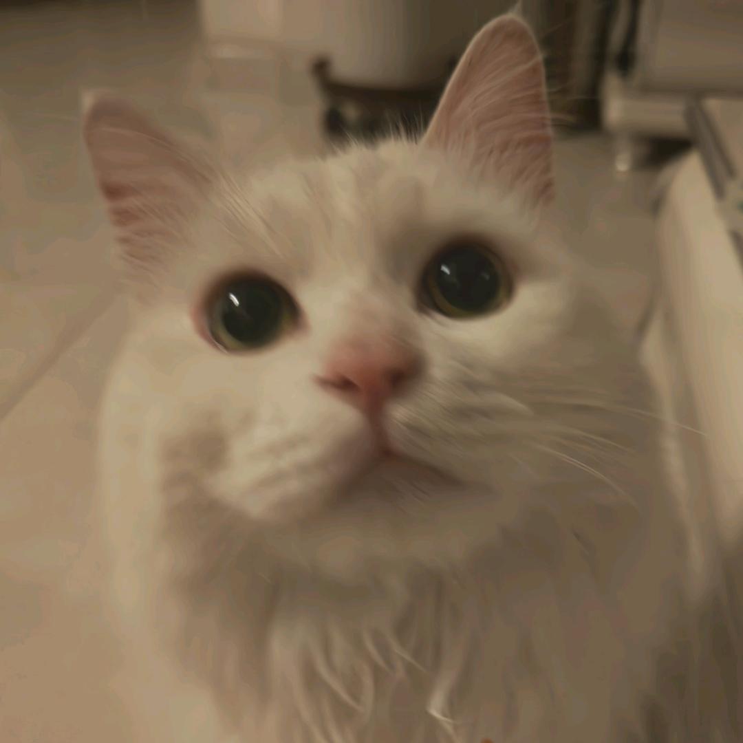 起名叫涂涂其实叫猫猫