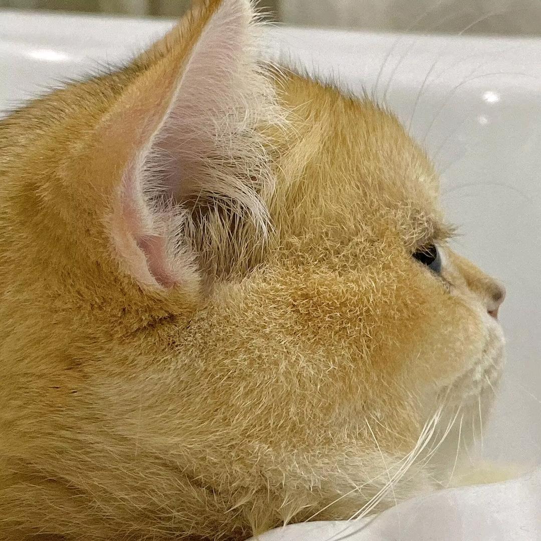 一只阿sun✨