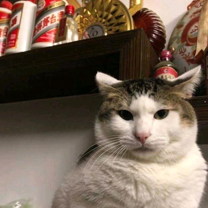 猫了个咪滴！