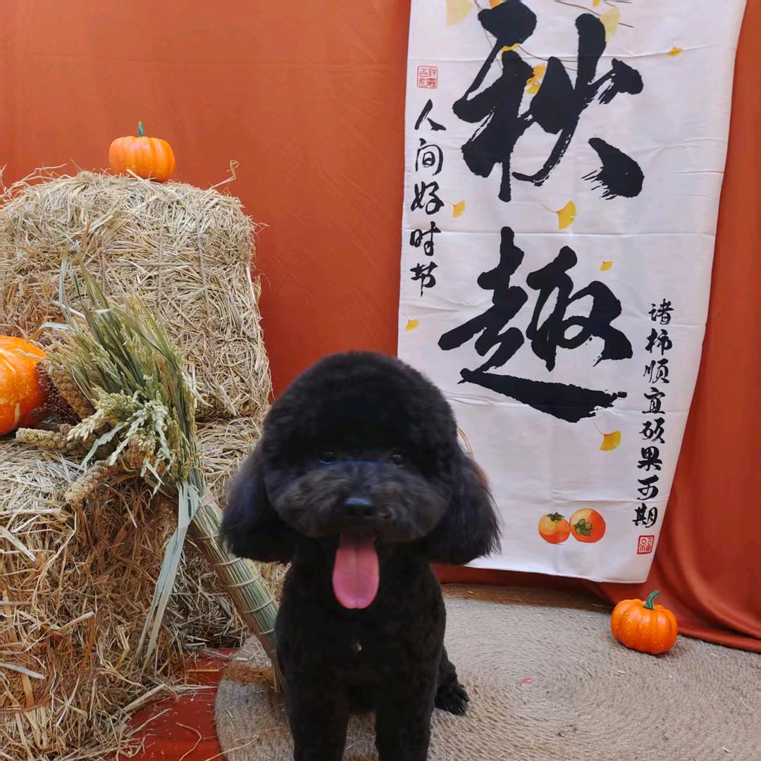 十   七