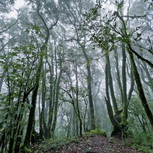 硕野花卉生活坊