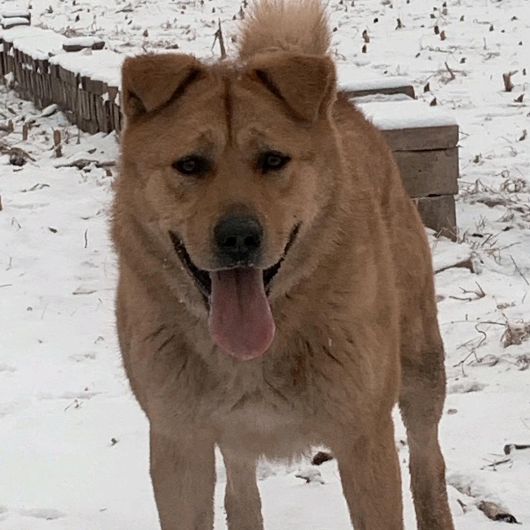 田园犬，买狗私聊。