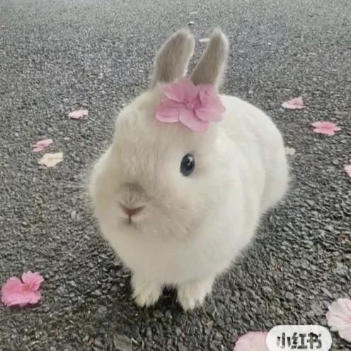 西西.
