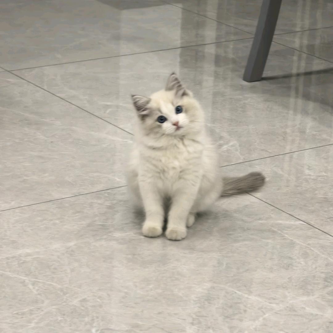 奔奔