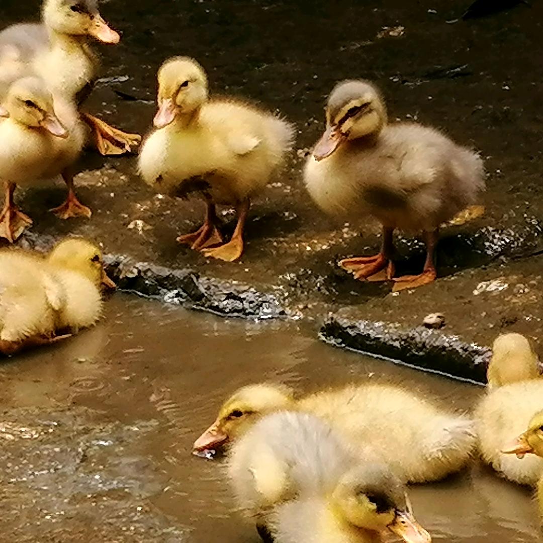 易传高