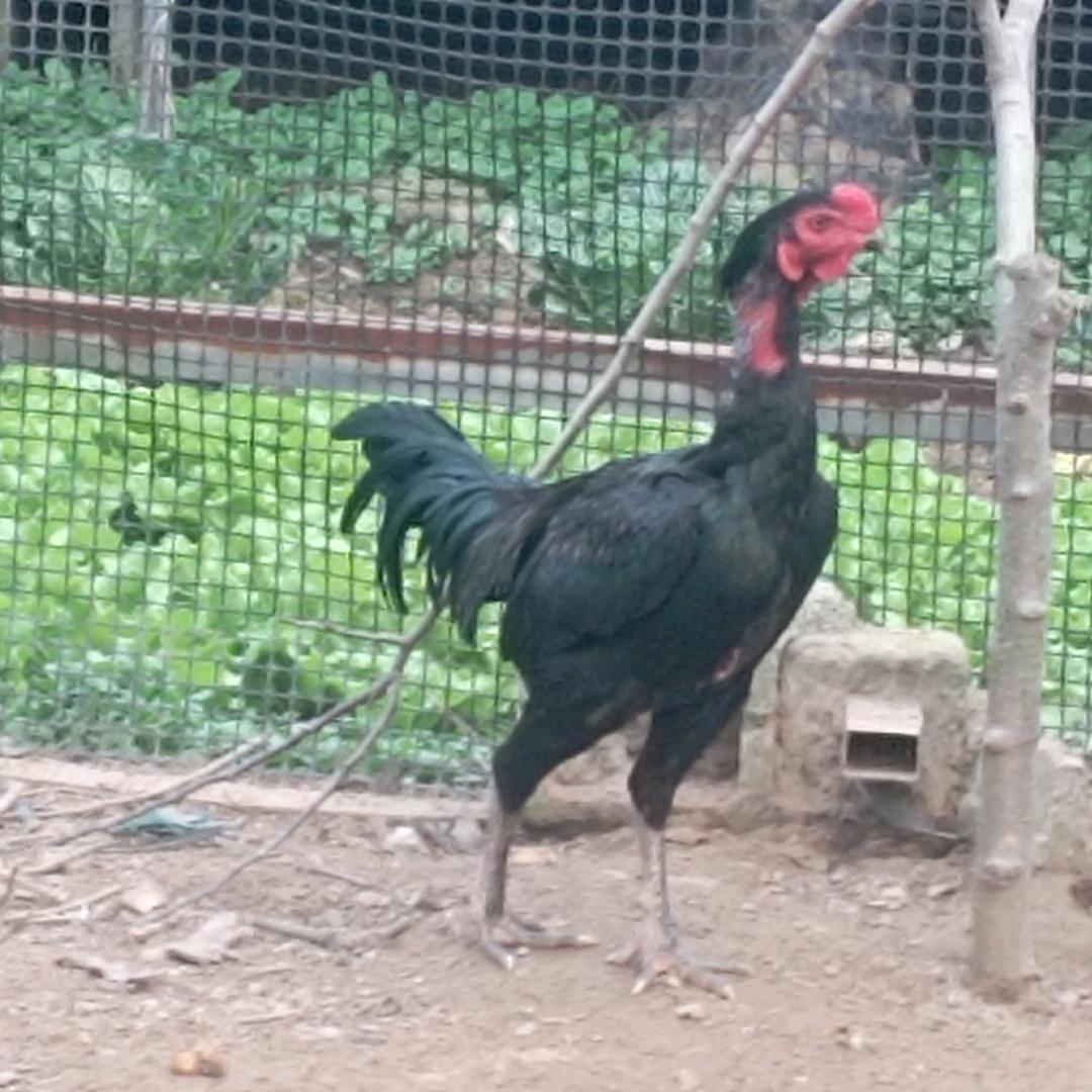 @@斗鸡，小张，养殖。