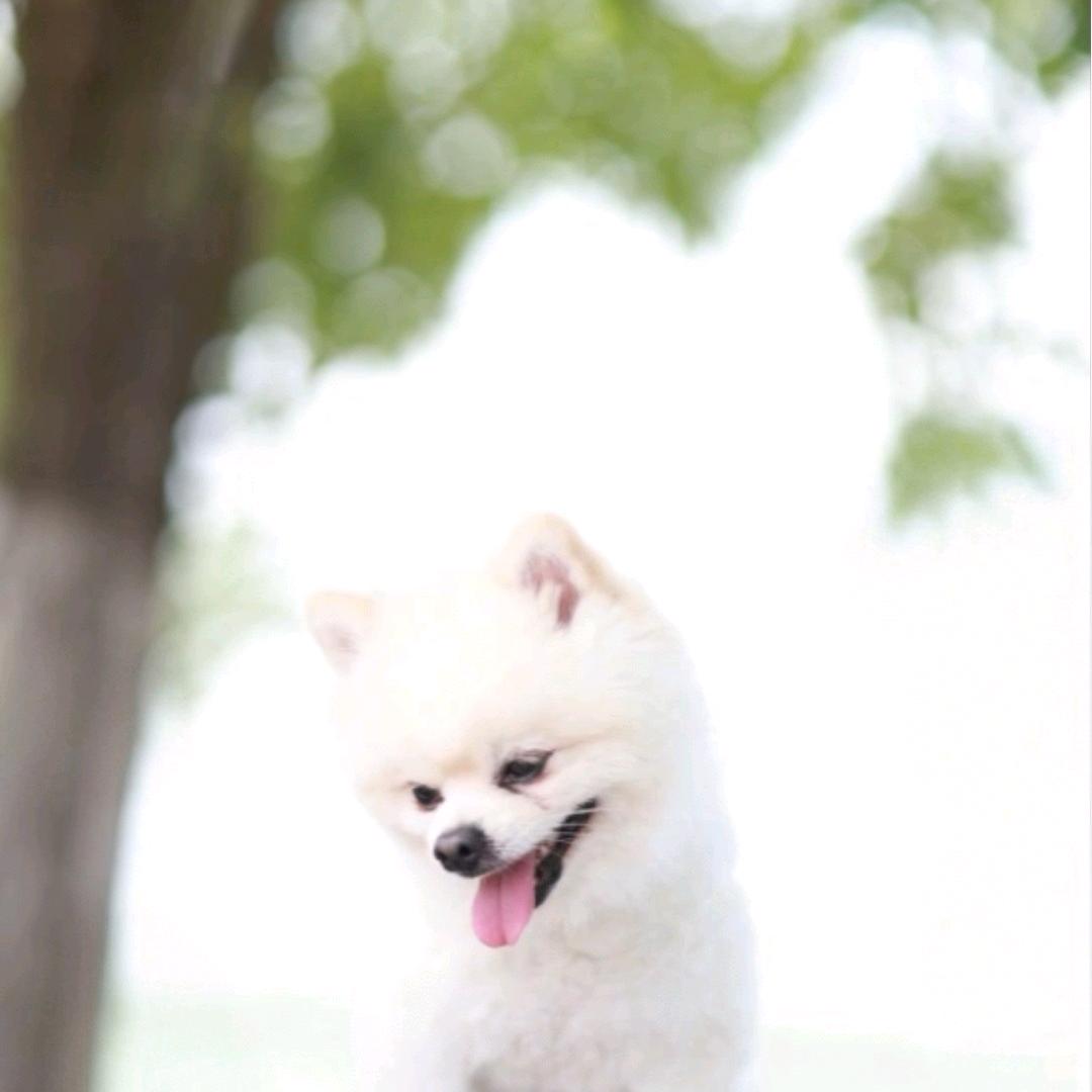 毛孩子（毛毛）