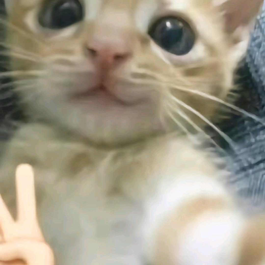 阿喵11