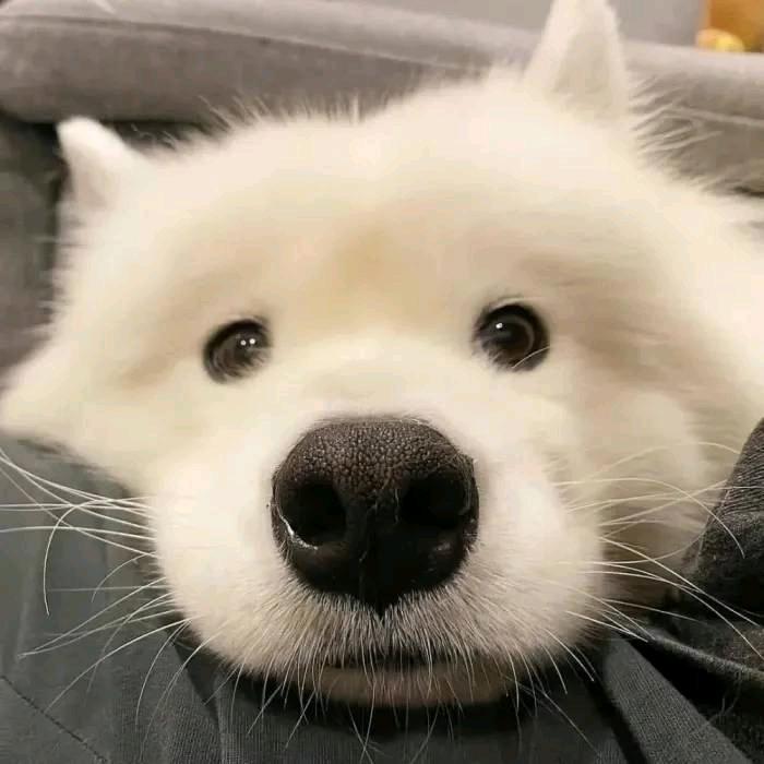 想捏瑶瑶小脸蛋