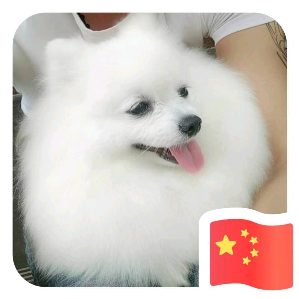 艾尚宠物用品(猫猫狗狗)