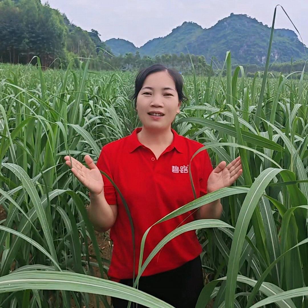 冠丰甘蔗增产管家