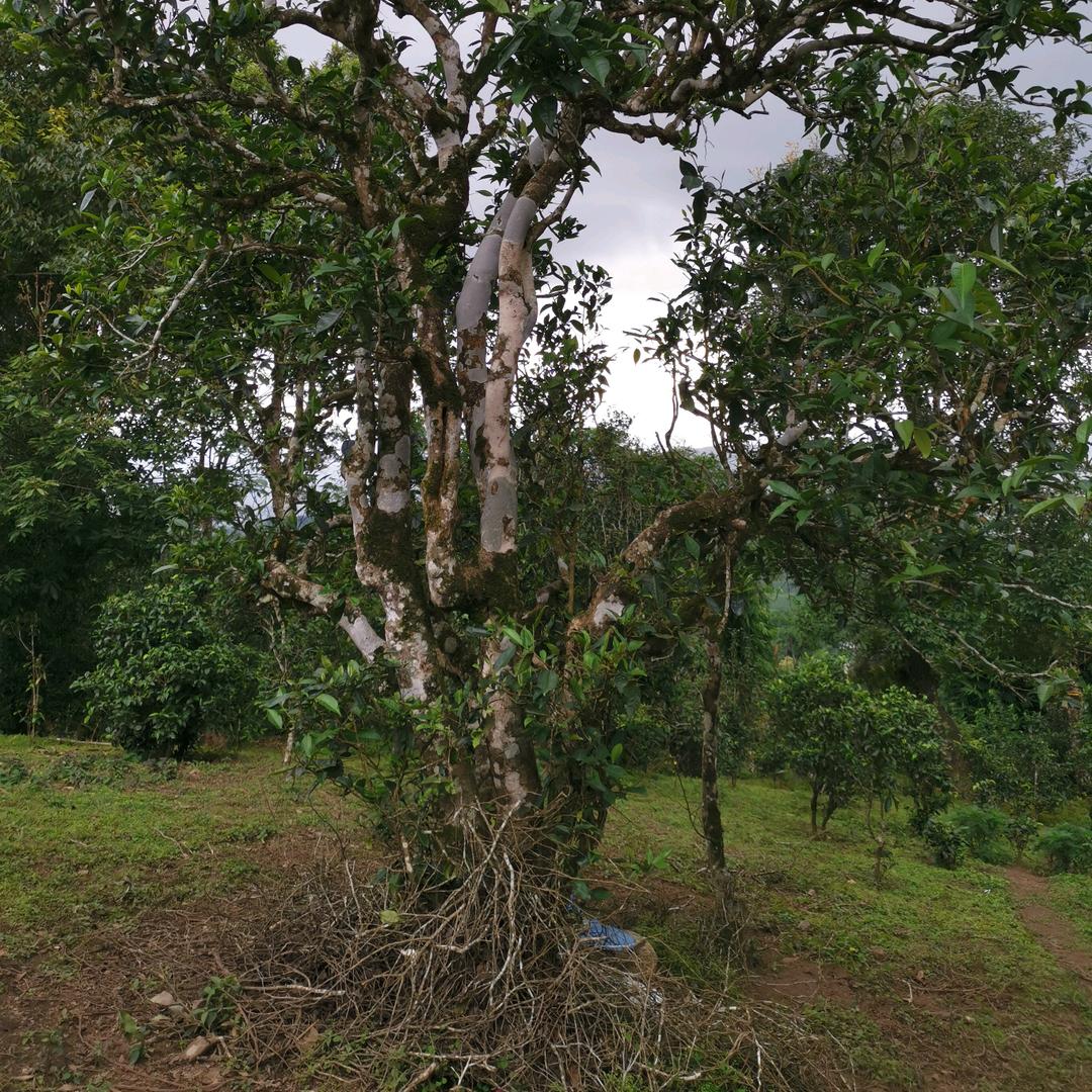勐海普洱茶小批发零售