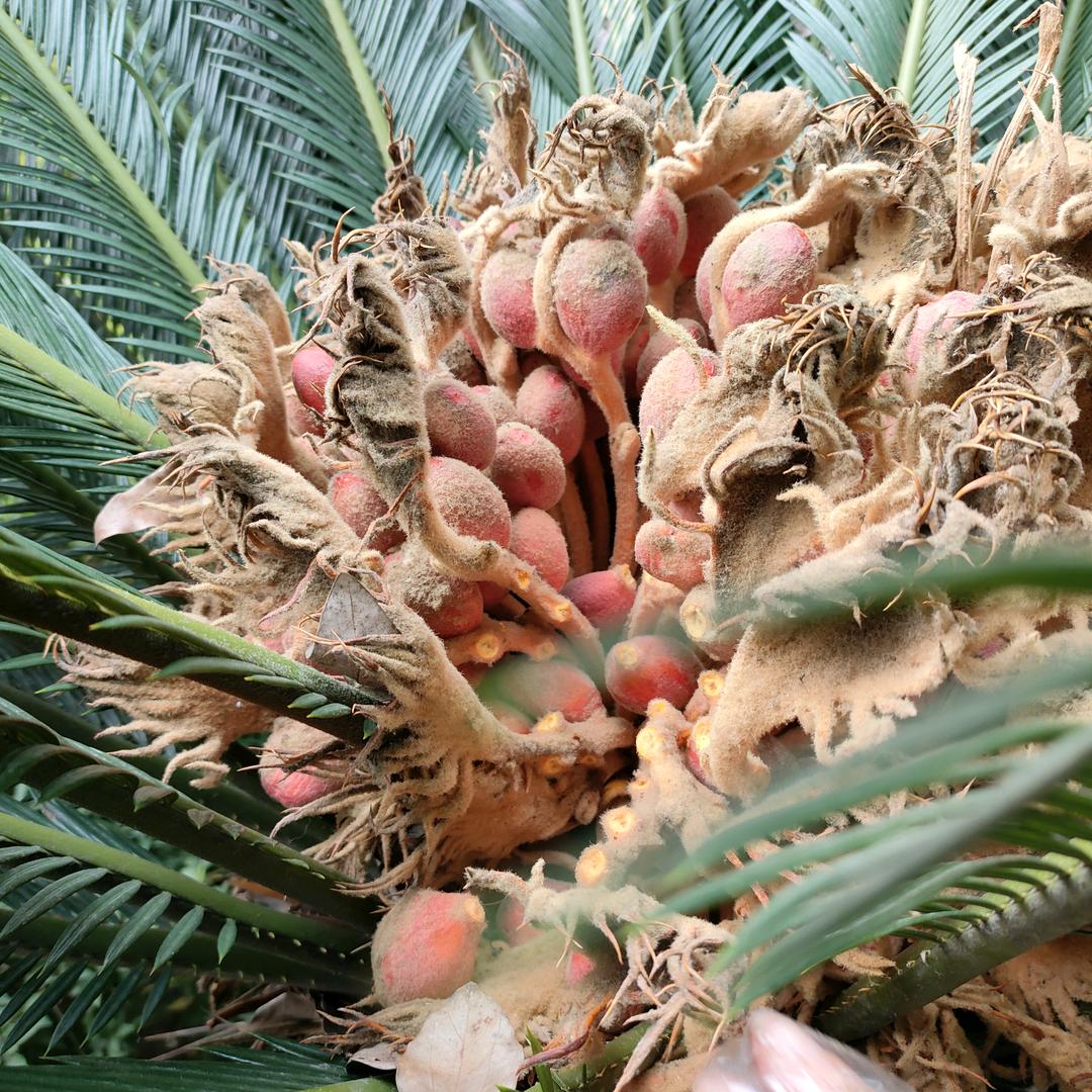 🎤涪陵蓝蓝🎧